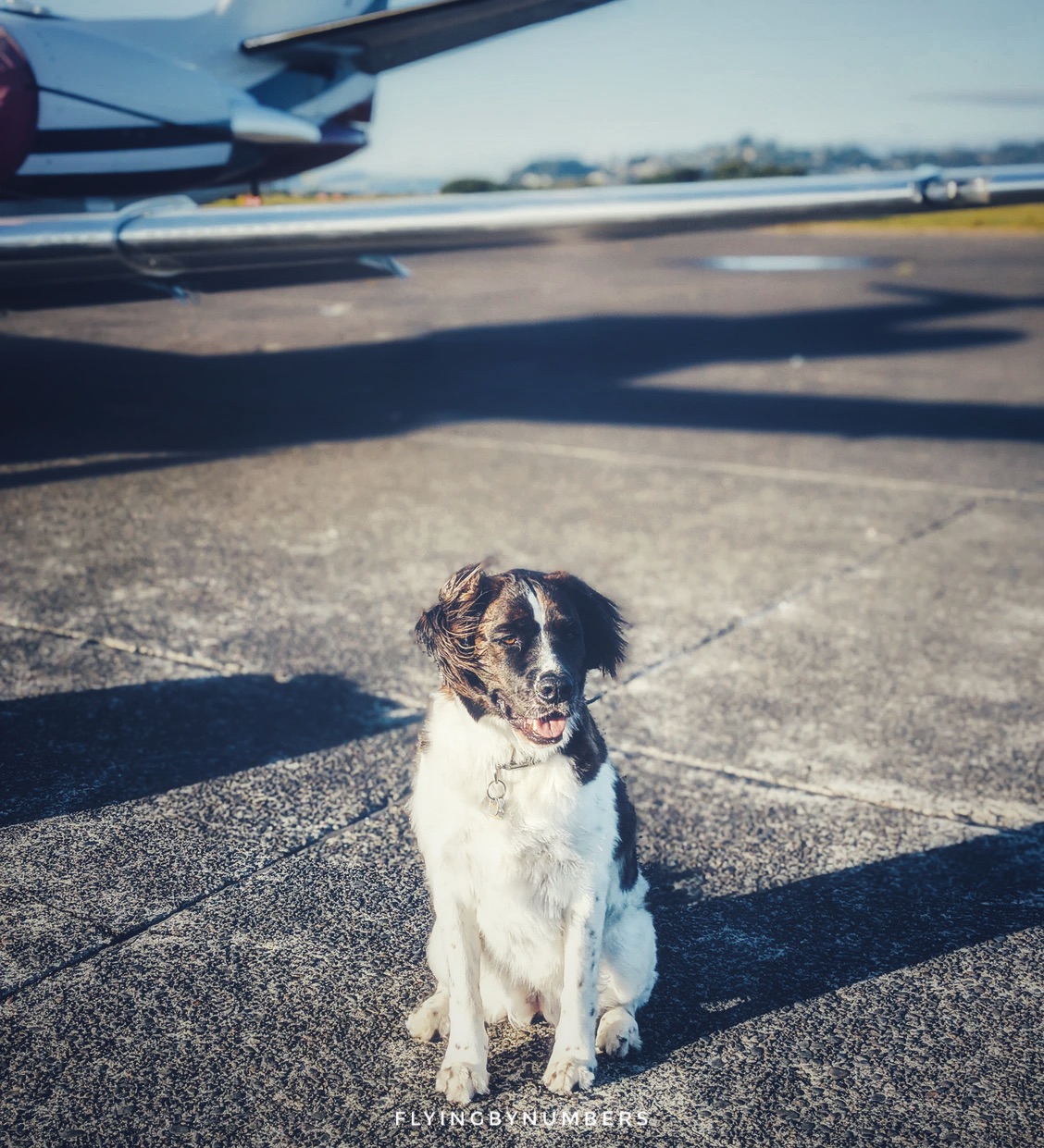Dog sitting next to jet aircraft