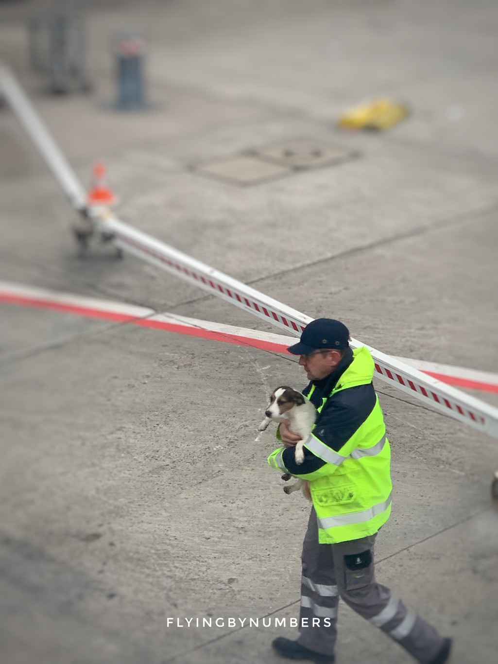 Airport staff catch runaway dog on the apron